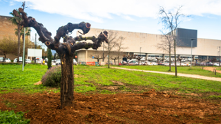 Exemplar de morera reubicat al circuit de cros del campus. Foto: A.Costa/UIB